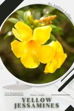 Yellow Jessamines af Andrey Lalko