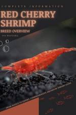 Yellow Shrimp af Iva Novitsky