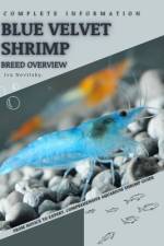 Blue Velvet Shrimp af Iva Novitsky