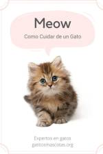Las mayores curiosidades sobre gatos af Alejandro Stolte