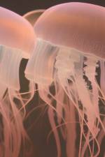 jelly.AI af Jason Wardon