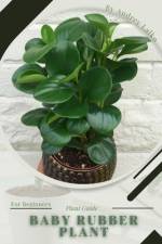 Baby Rubber Plant af Andrey Lalko