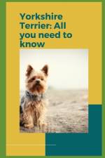 Yorkshire Terrier af Paul Fink