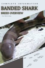 Banded Shark af Iva Novitsky