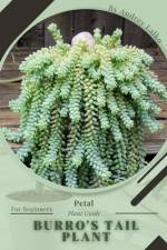 Burro's Tail Plant af Petal Prodigy