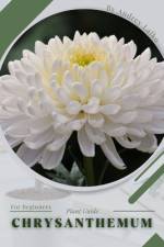Chrysanthemum af Andrey Lalko