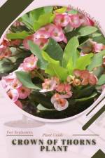Crown of Thorns Plant af Andrey Lalko