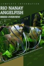 Rio Nanay Angelfish af Iva Novitsky