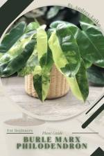 Burle Marx Philodendron af Andrey Lalko