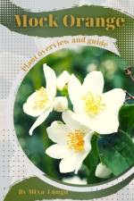 Mock Orange af Mixa Lungu