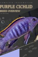 Purple Cichlid af Iva Novitsky