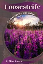 Loosestrife af Mixa Lungu