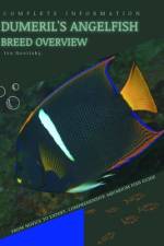 Dumeril's Angelfish af Iva Novitsky