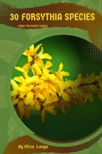 30 Forsythia species af Mixa Lungu