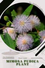 Mimosa pudica plant af Andrey Lalko