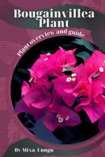 Bougainvillea Plant af Mixa Lungu