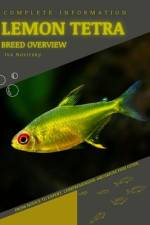 Lemon Tetra af Iva Novitsky