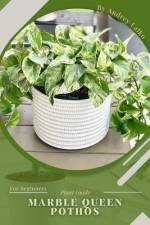 Marble Queen Pothos af Andrey Lalko