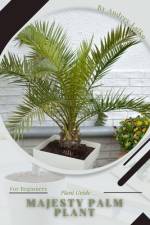 Majesty Palm Plant af Andrey Lalko