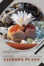 Lithops Plant af Andrey Lalko