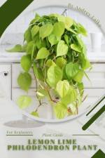 Lemon Lime Philodendron Plant af Andrey Lalko
