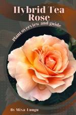 Hybrid Tea Rose af Mixa Lungu