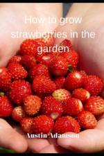How to grow strawberries in the garden af Austin Adamson