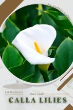 Calla lilies af Andrey Lalko