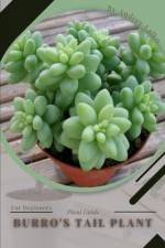 Burro's Tail af Andrey Lalko