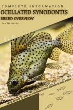 Ocellated Synodontis af Iva Novitsky