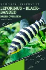 Leporinus - Black-banded af Iva Novitsky