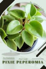 Pixie Peperomia af Andrey Lalko