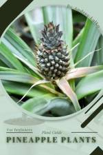 Pineapple Plants af Andrey Lalko