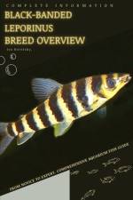 Black-banded leporinus af Iva Novitsky