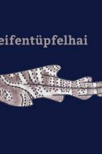 Der Streifentüpfelhai af Kadisha Belfiore