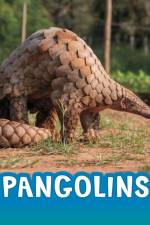 Pangolins