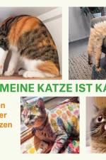 Hilfe, meine Katze ist kaputt