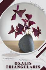 Oxalis triangularis af Andrey Lalko