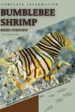 Bumblebee Shrimp af Iva Novitsky