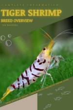 Tiger Shrimp af Iva Novitsky