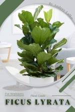 Ficus Lyrata af Andrey Lalko
