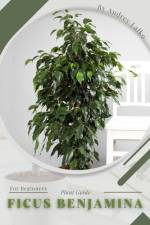 Ficus Benjamina af Andrey Lalko