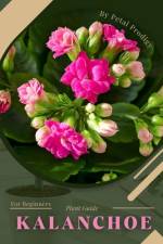 Kalanchoe af Petal Prodigy