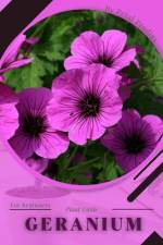 Geranium af Petal Prodigy