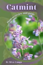 Catmint af Mixa Lungu