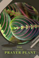 Prayer Plant af Petal Prodigy