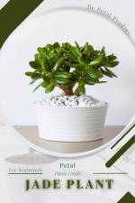 Jade Plant af Petal Prodigy