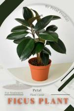 Ficus Plant af Petal Prodigy