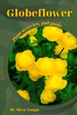 Globeflower af Mixa Lungu