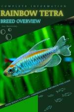 Rainbow Tetra af Iva Novitsky